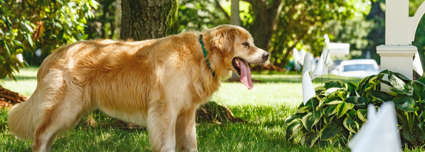 DogWatch of Central Florida, Wintergarden, Florida | Outdoor Hidden Dog Fences Slider Image