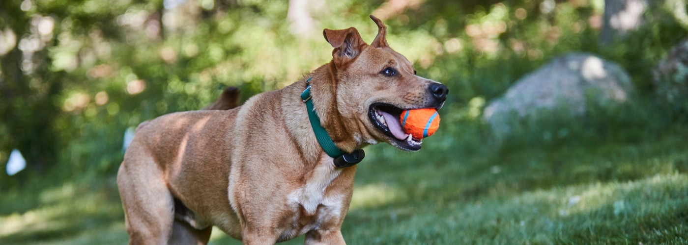 DogWatch of Central Florida, Wintergarden, Florida | ProFenceX Slider Image